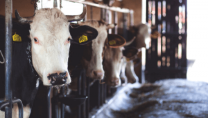 Cattle Identification and Traceability System