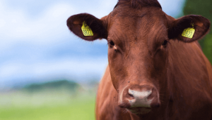 Livestock Identification and Traceability