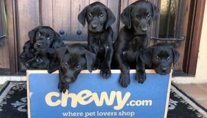 Chewy Pet Food Delivery App Development