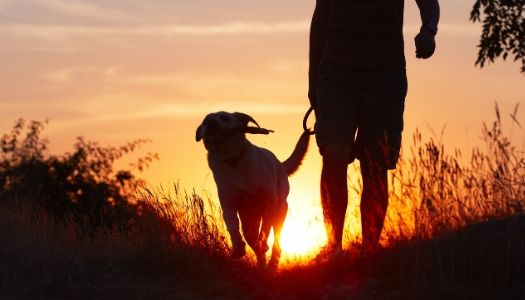 Dog Walking Apps, On-Demand Wag vs Rover Dog Walkers App Services