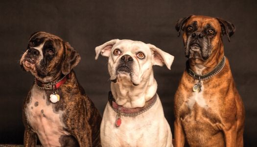 Dogo Pet Training App