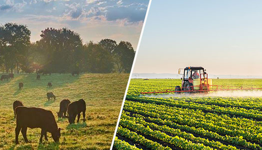 What Is the Difference Between Farm and Ranch?