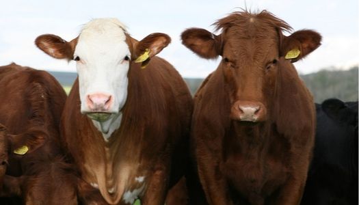 Tudder - Tinder for Cows