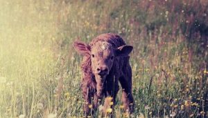 cattle breeding management