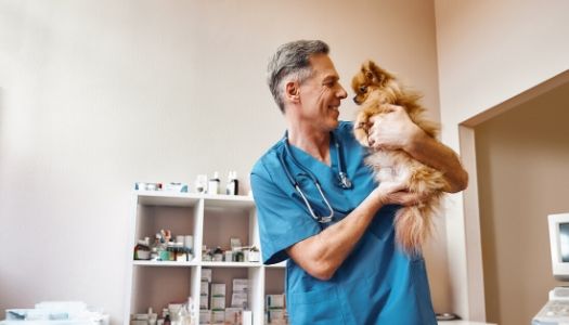 Vet Clinic of the Future: The growing role of technology in veterinary practice management