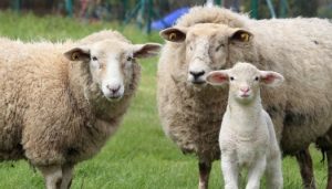 Lamb vs Sheep Comparison