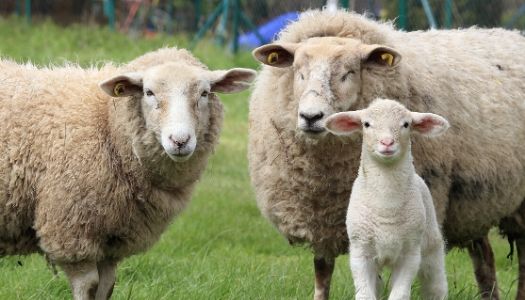 Lamb vs Sheep: 8 Key Differences