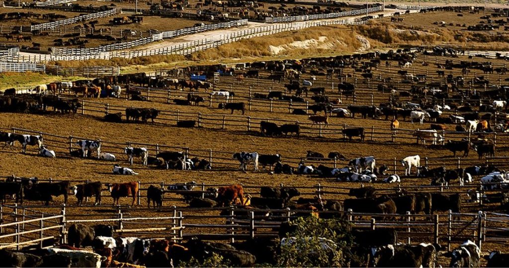 The Basics of Raising Beef Cattle 2022