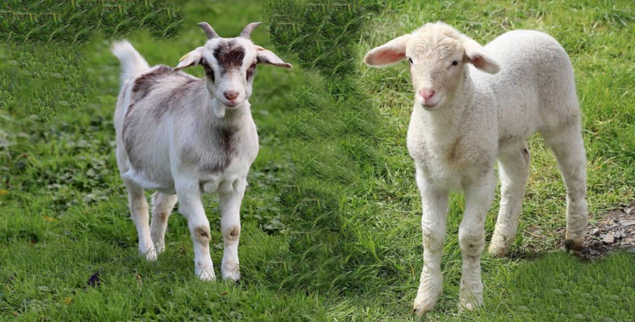 Lamb vs Goat