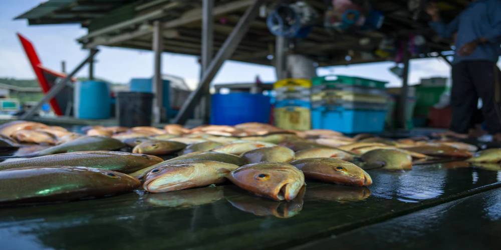 Fish Industry