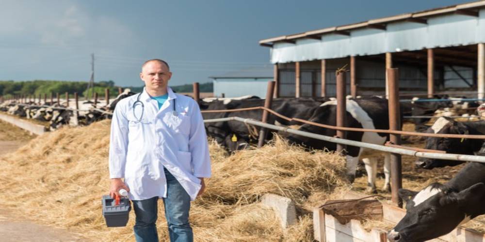 cow health