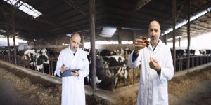livestock health