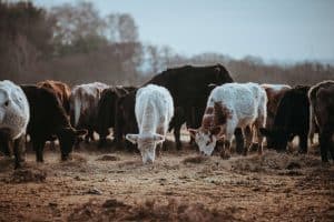 Top 10 Types of Cattle for Your Farm