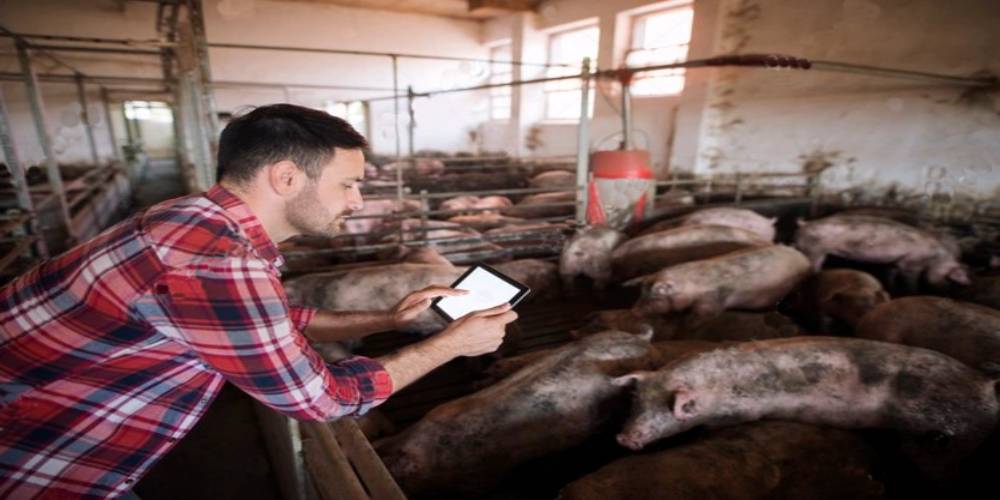 Biosecurity Management on Pig Farms