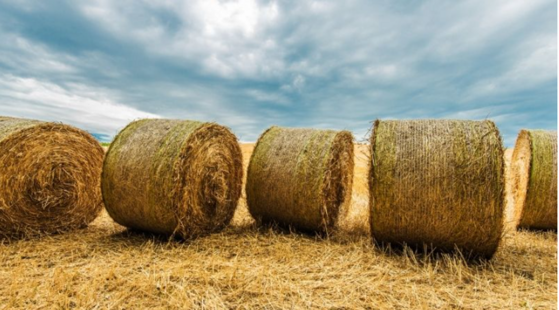 bale of hay weigh