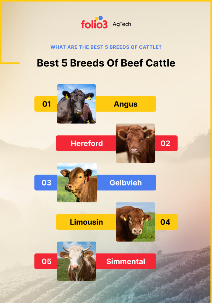 Best Beef Cattle Breeds in the World (2023)