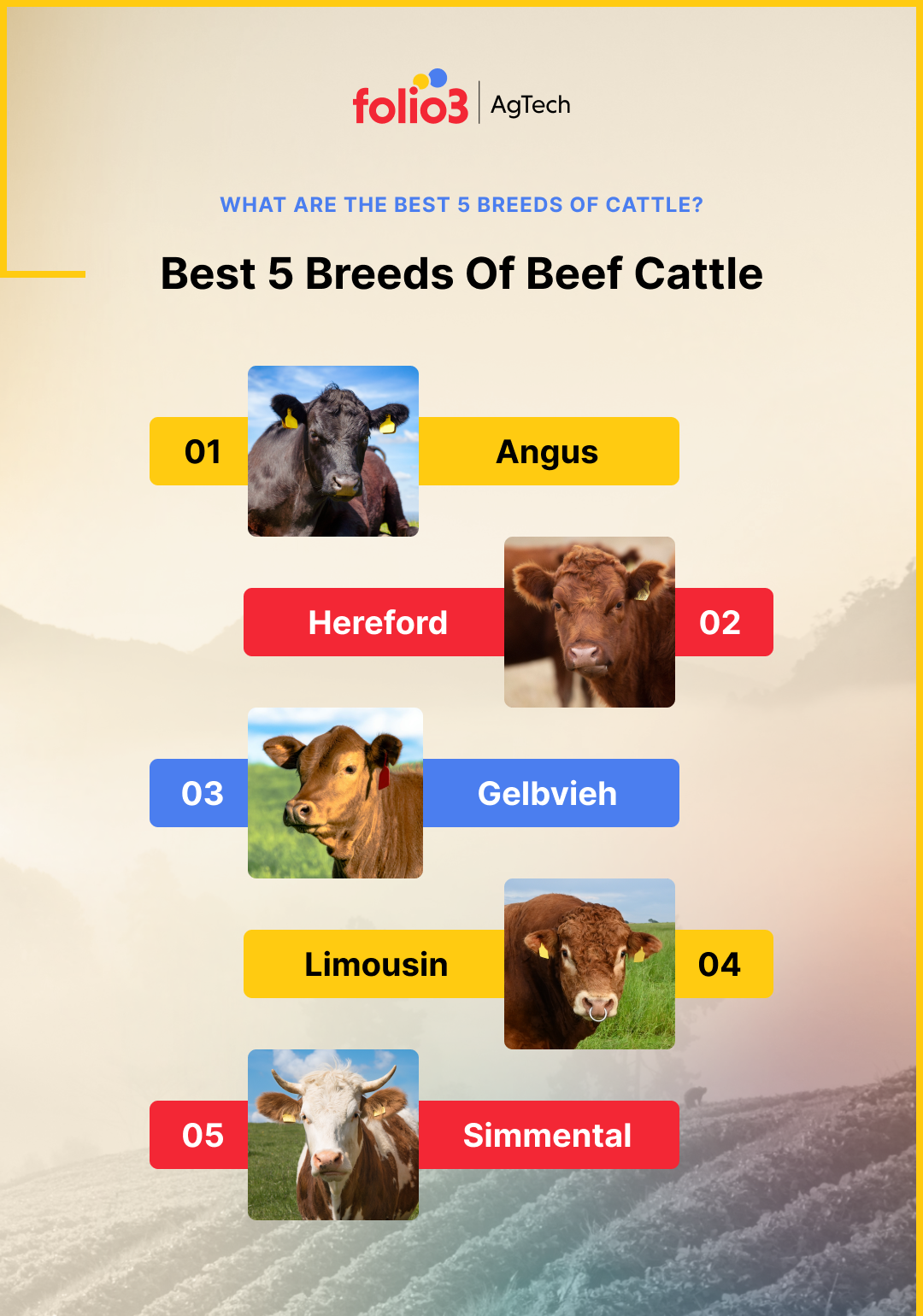 Best Beef Cattle Breeds In The World 2023