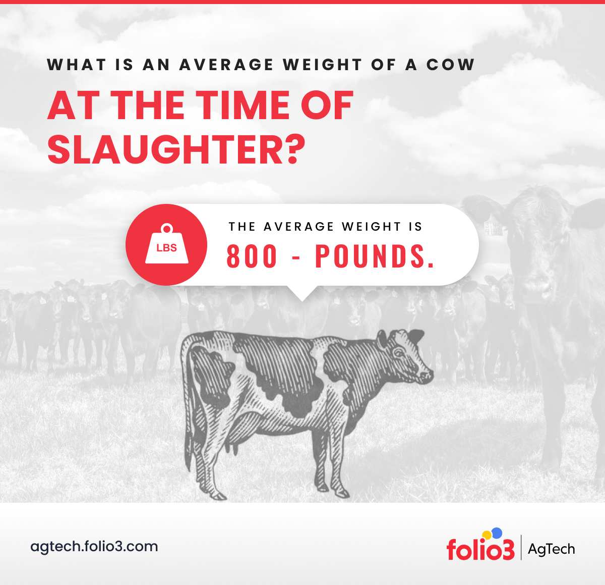 weight of a cow