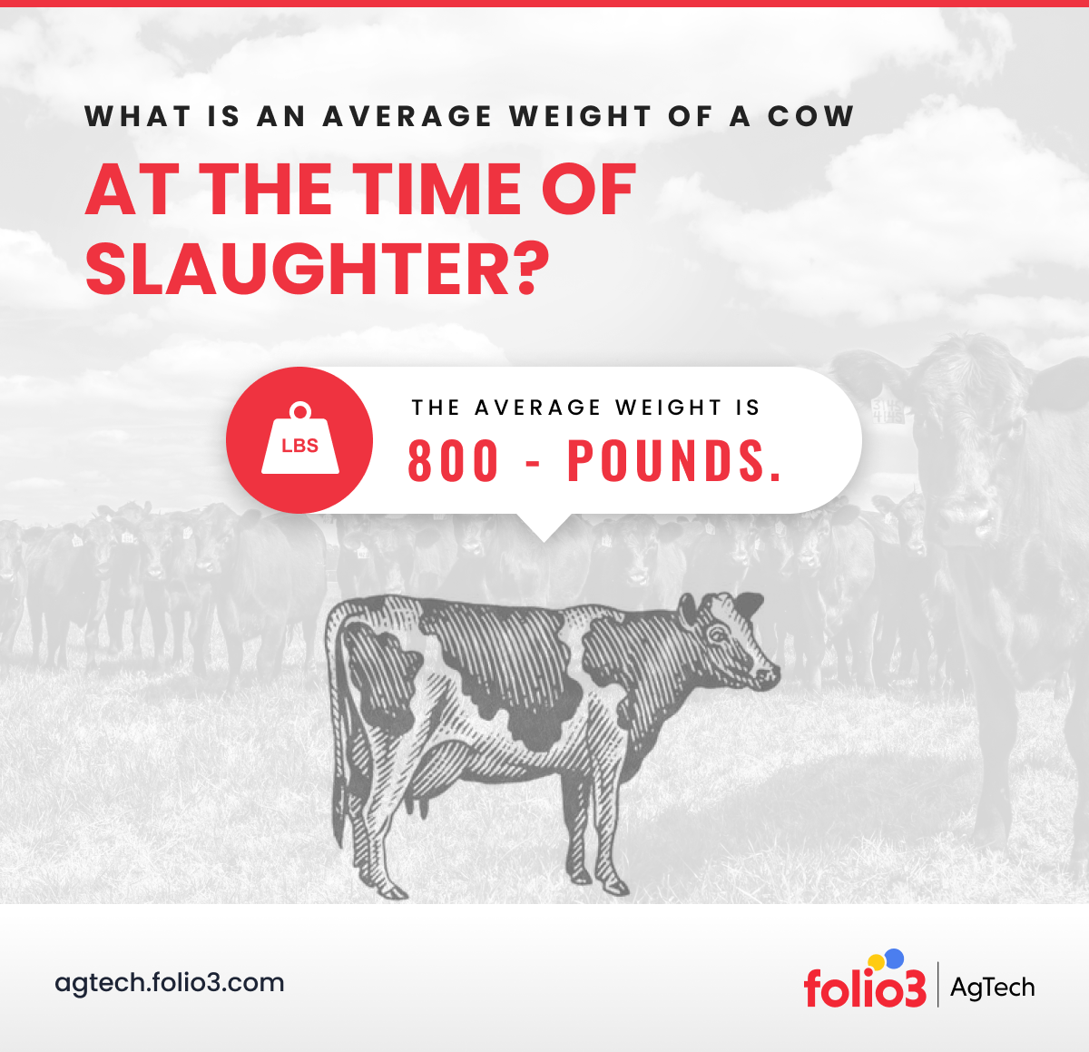 how-much-does-a-cow-weigh-beef-calf-and-dairy-2023