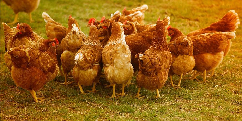 Poultry Layer Business