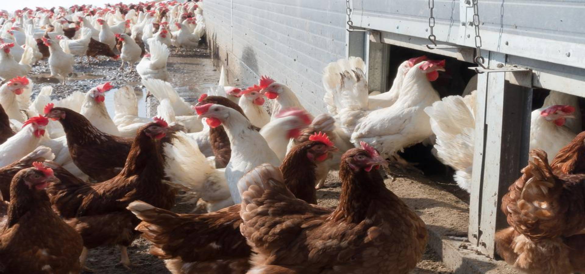 How does Biosecurity Enhance Poultry Farm Productivity and Efficiency?