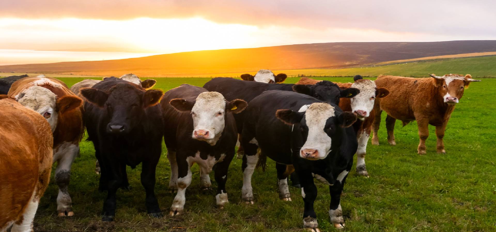 The Importance of Traceability in Animal Agtech and What Do Big Companies Do?