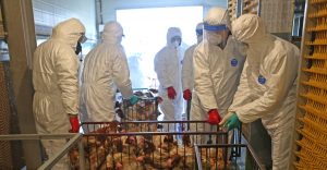 vian Influenza Outbreak Threatens Canadian Poultry Industry