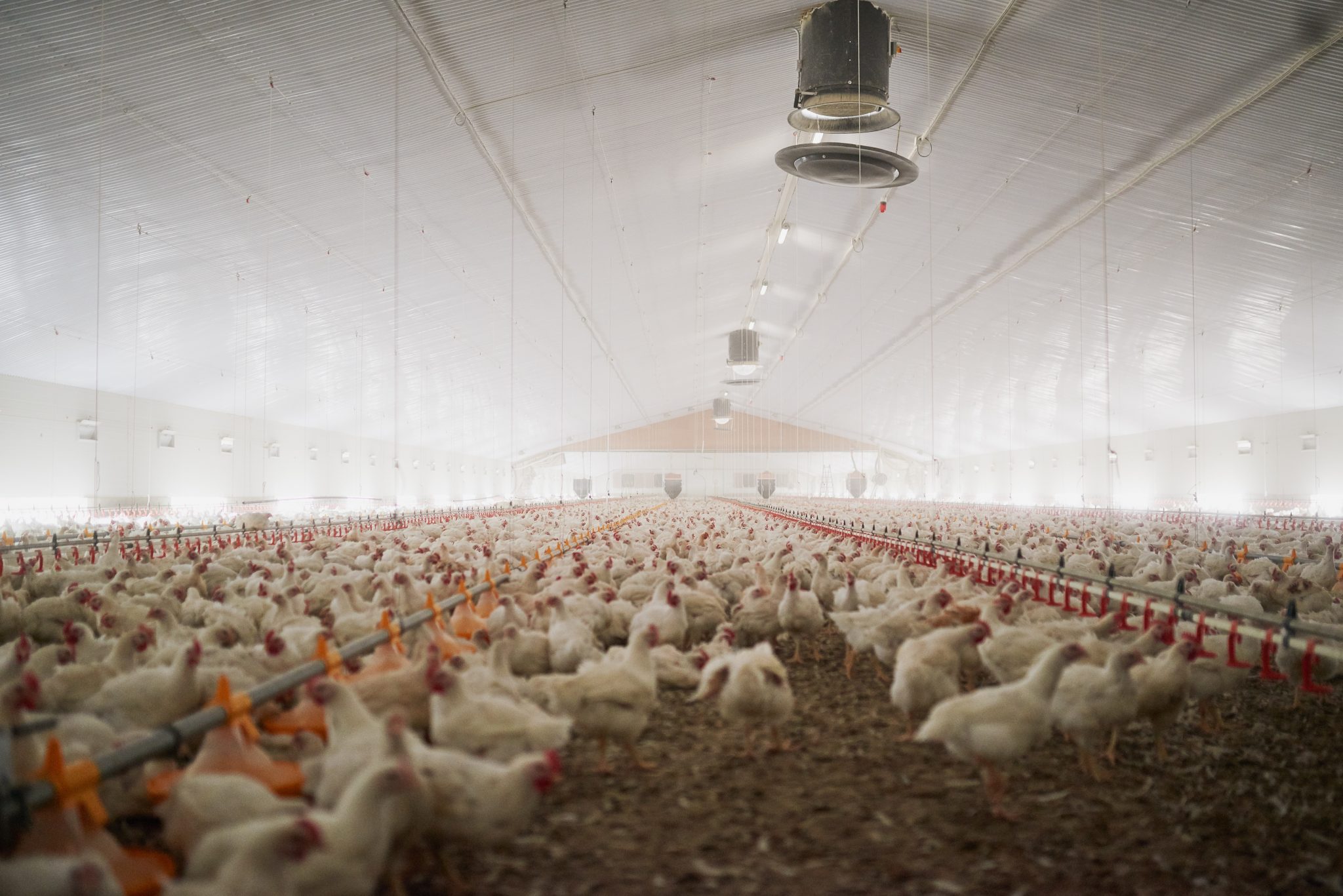 How can sustainable chicken farming solve farmers' problems?