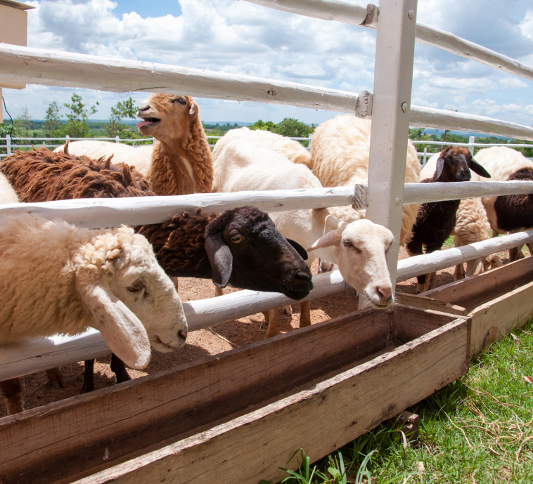 Sheep Farm Management System