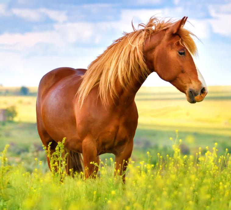 Horse management software