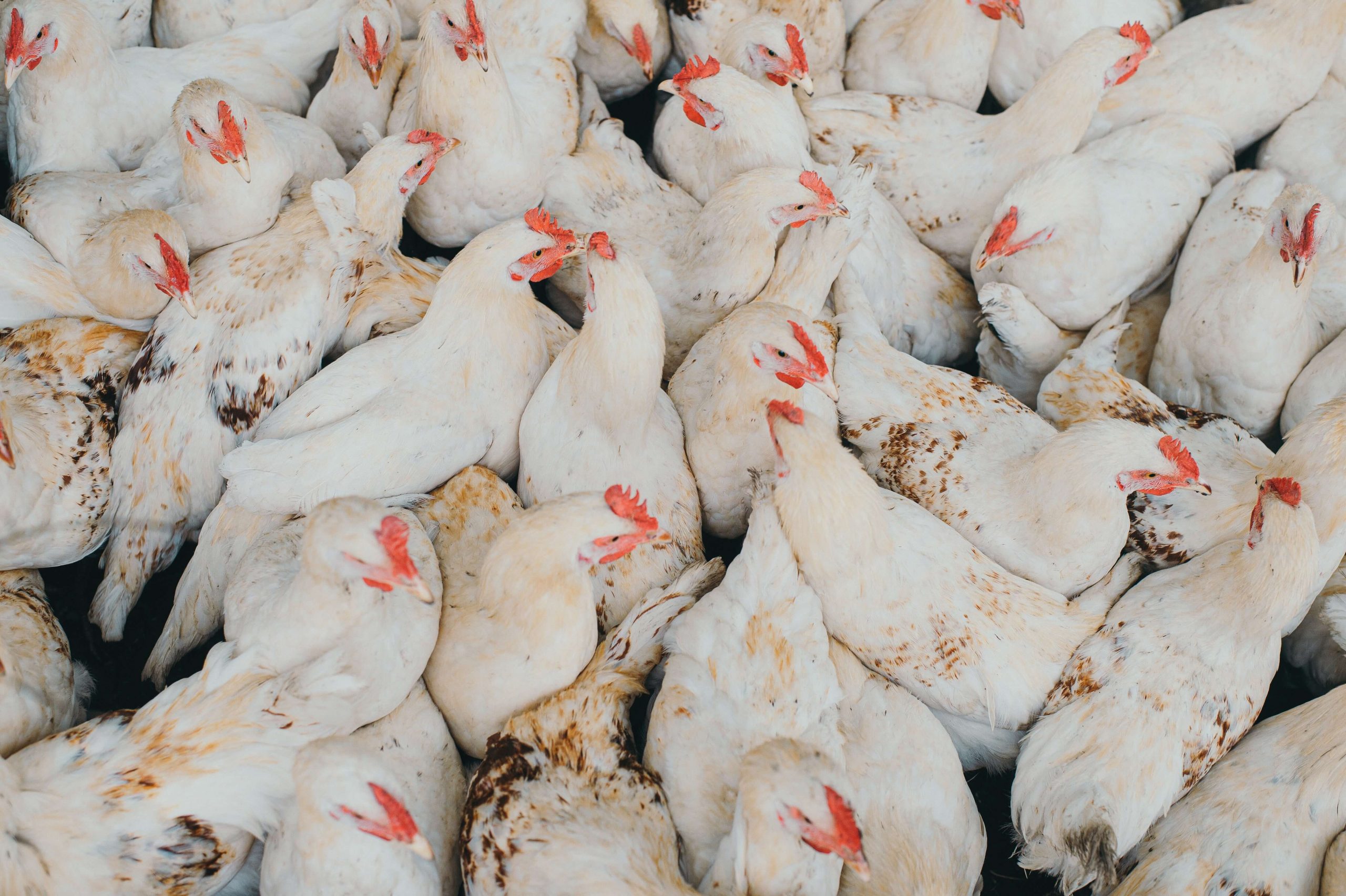 Biosecurity in Poultry farms?