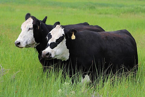 Black Baldy Cattle