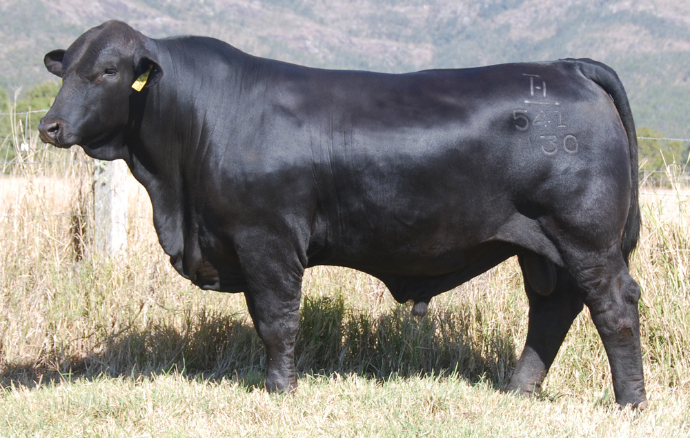 Brangus Cattle