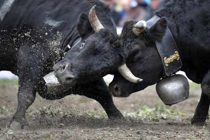 Herens Cattle Breed