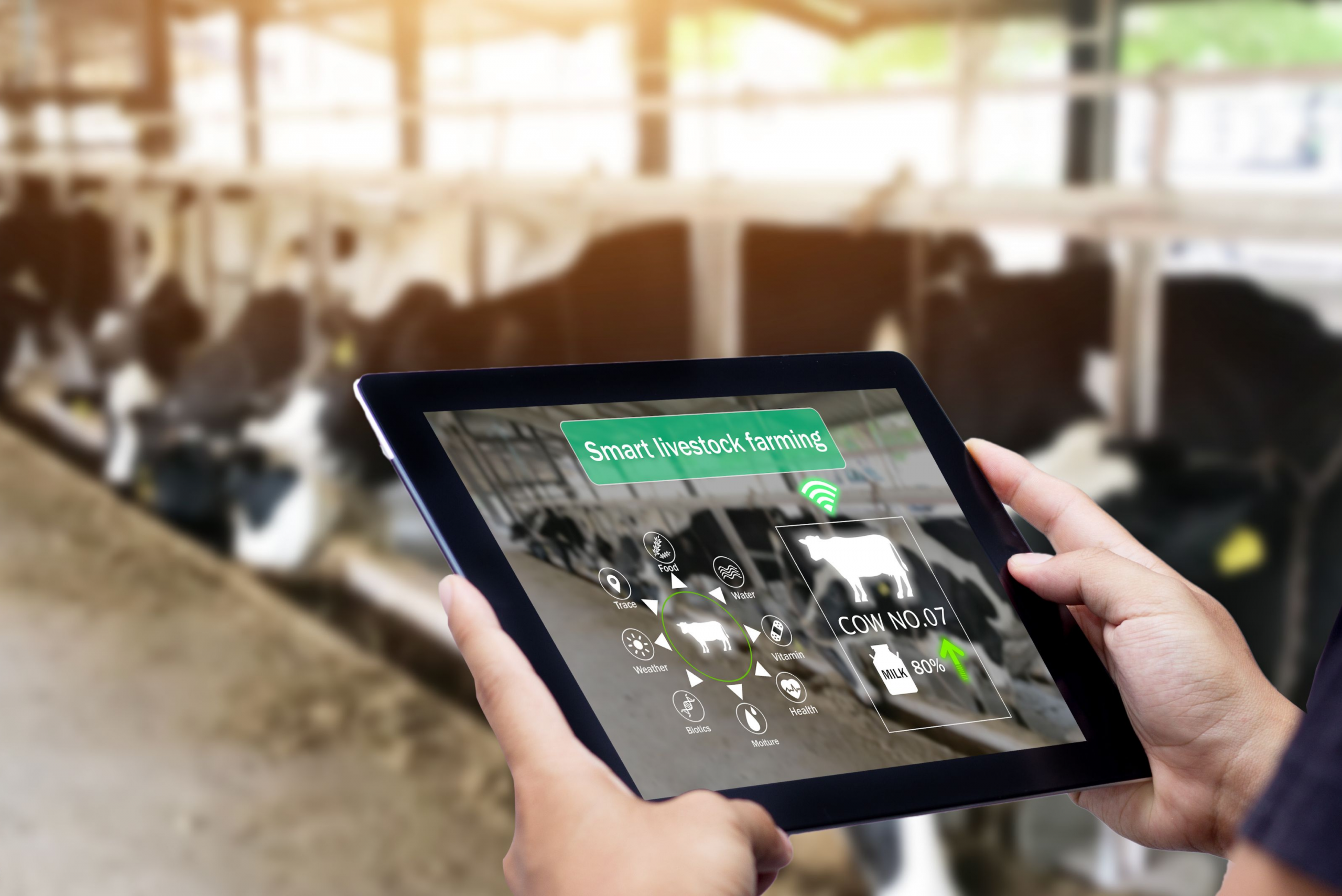 Discover Precision Livestock Farming Technologies, Benefits and Challenges!