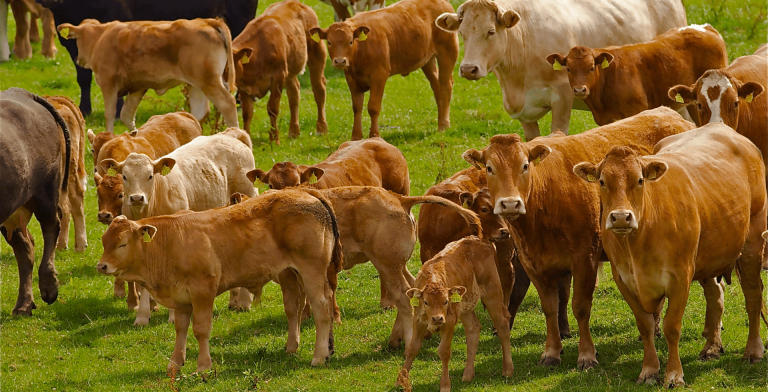 8 Best Practices For Livestock Breeding To Implement In Herd