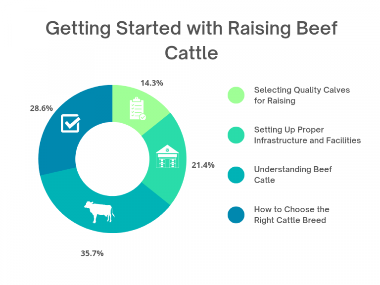 Raising Beef Cattle: A Comprehensive Guide For Modern Farmers