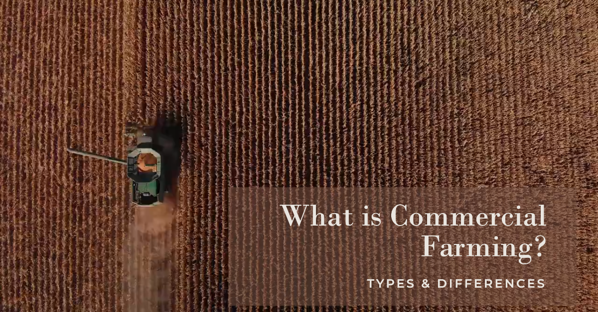 What is Commercial Farming? Types & Differences Subsistence Farming Vs Commercial