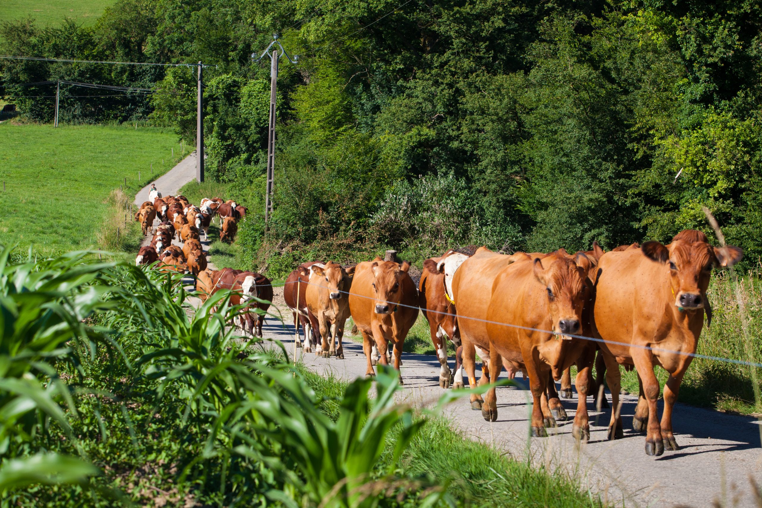 mixed-crop-and-livestock-farming