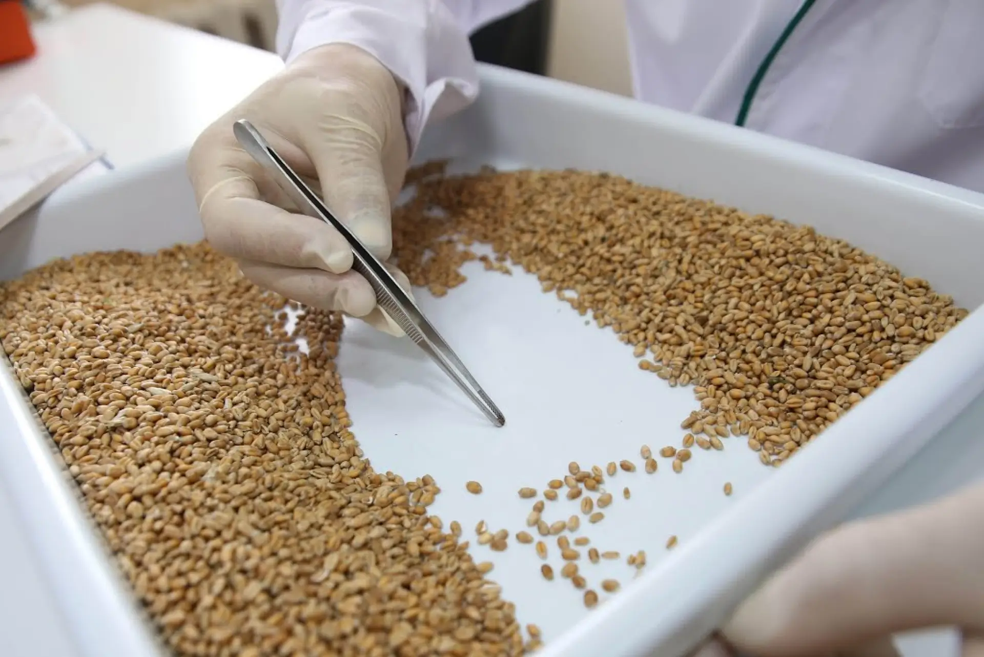 Best Practices for Quality Assurance in Seed Production