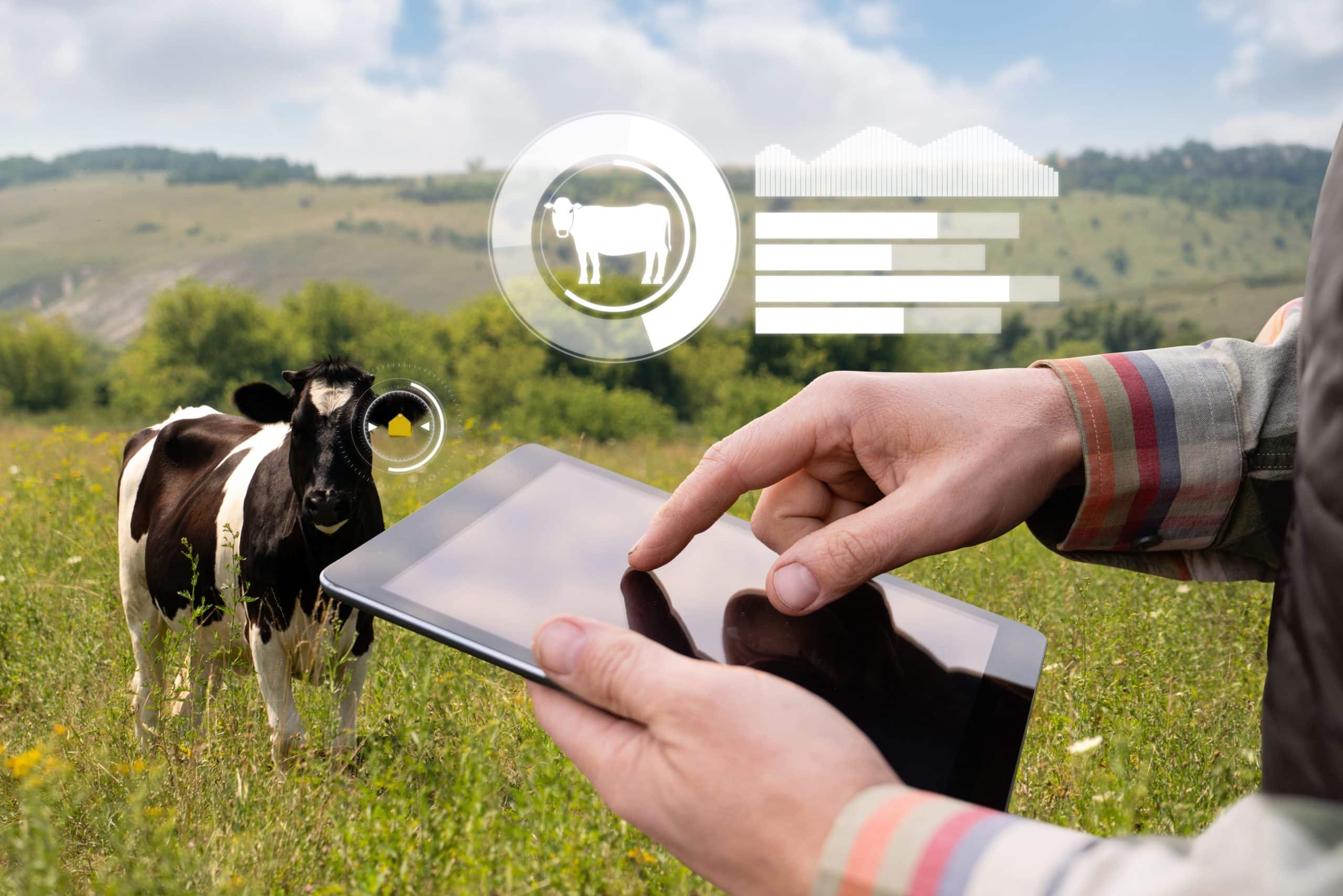 Cattle Performance Record Keeping with GOLD Management Indicators