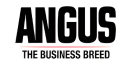 angus-the-business-breed.webp