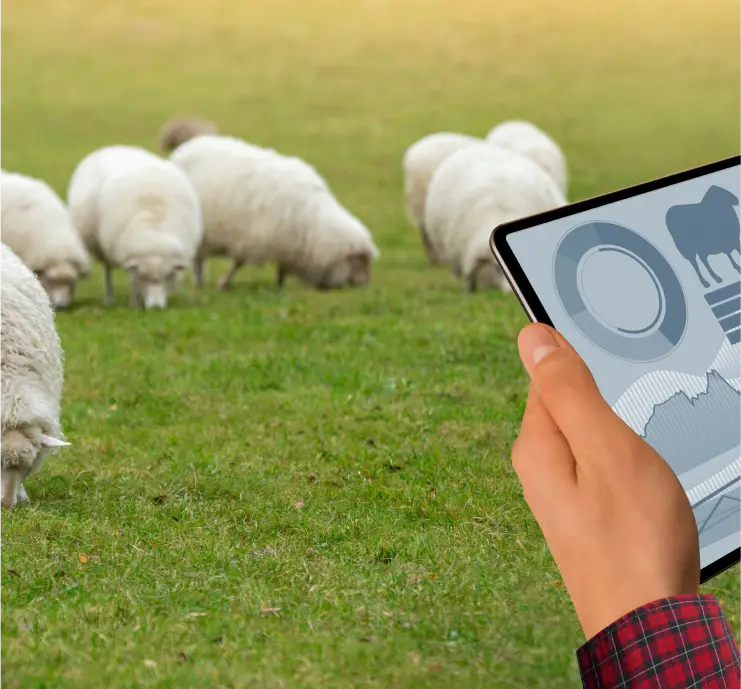 Sheep Farm Record Keeping