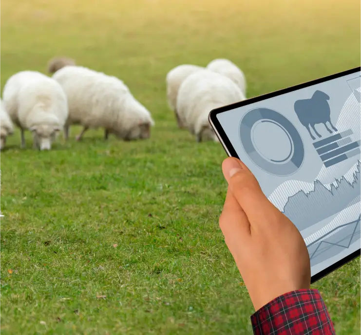 sheep farm software