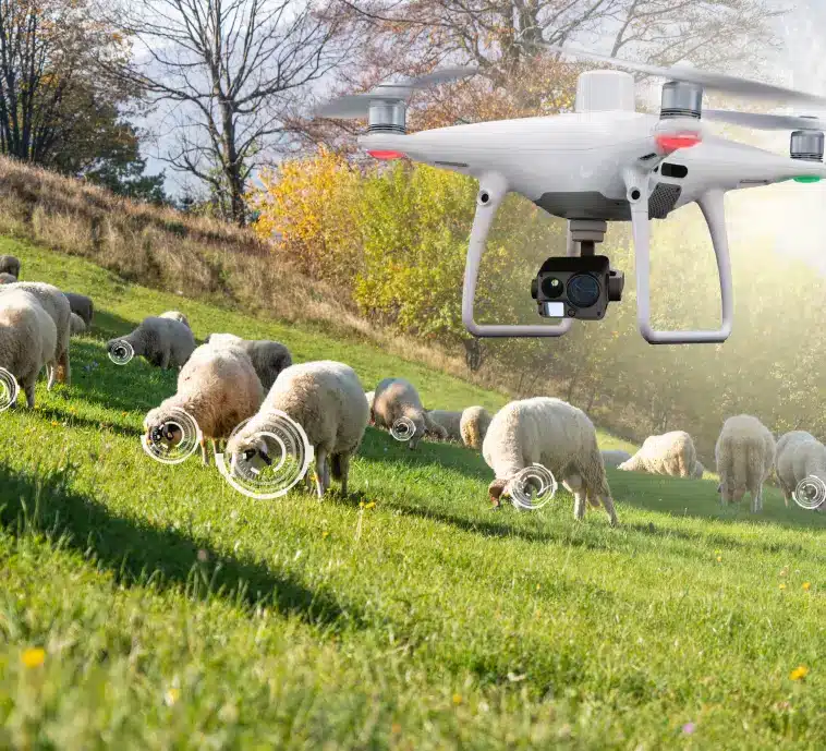 Drone Sheep Tracking