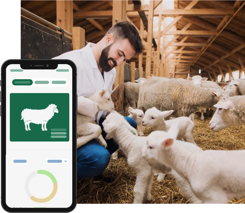 Management software for Sheep and Lamb