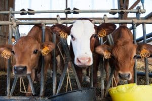A Guide to Calving Stages Promoting Herd Well-Being