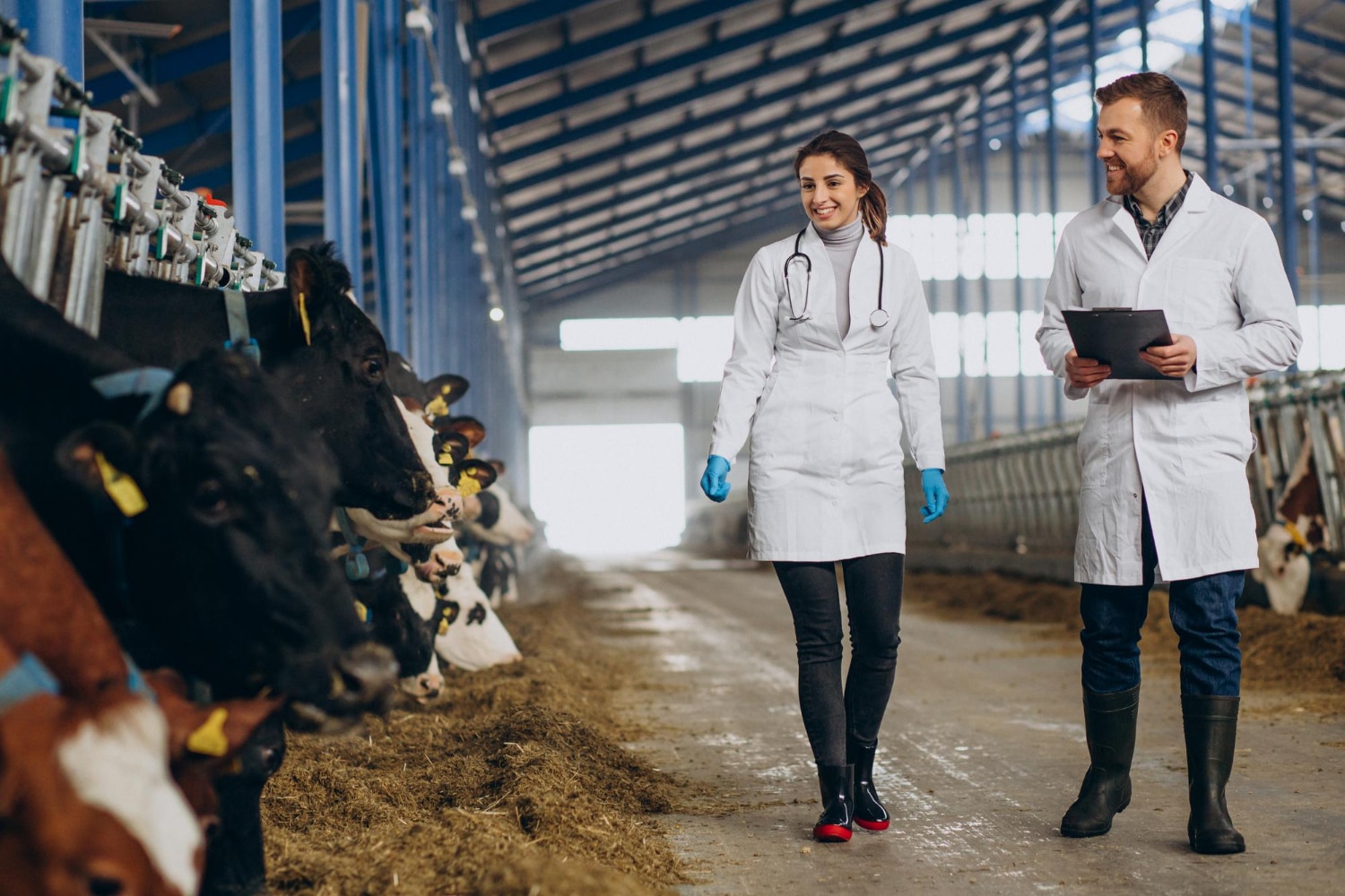 How a Record Keeping Software Can Simplify Cattle Body Condition Scoring