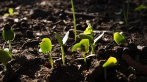 The Role of Growing Degree Units (GDUs) and Their Influence on Crop Growth