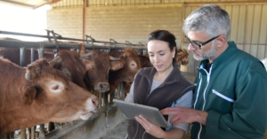 livestock breeding